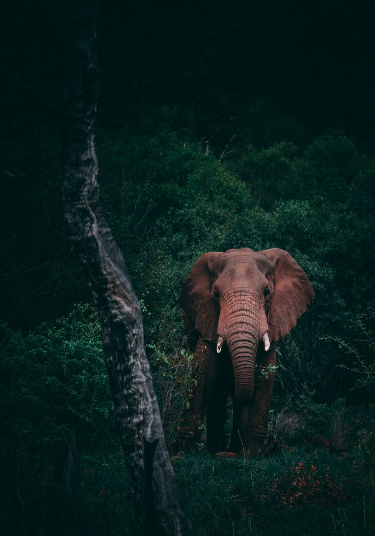 Elephant in a Kenyan landscape