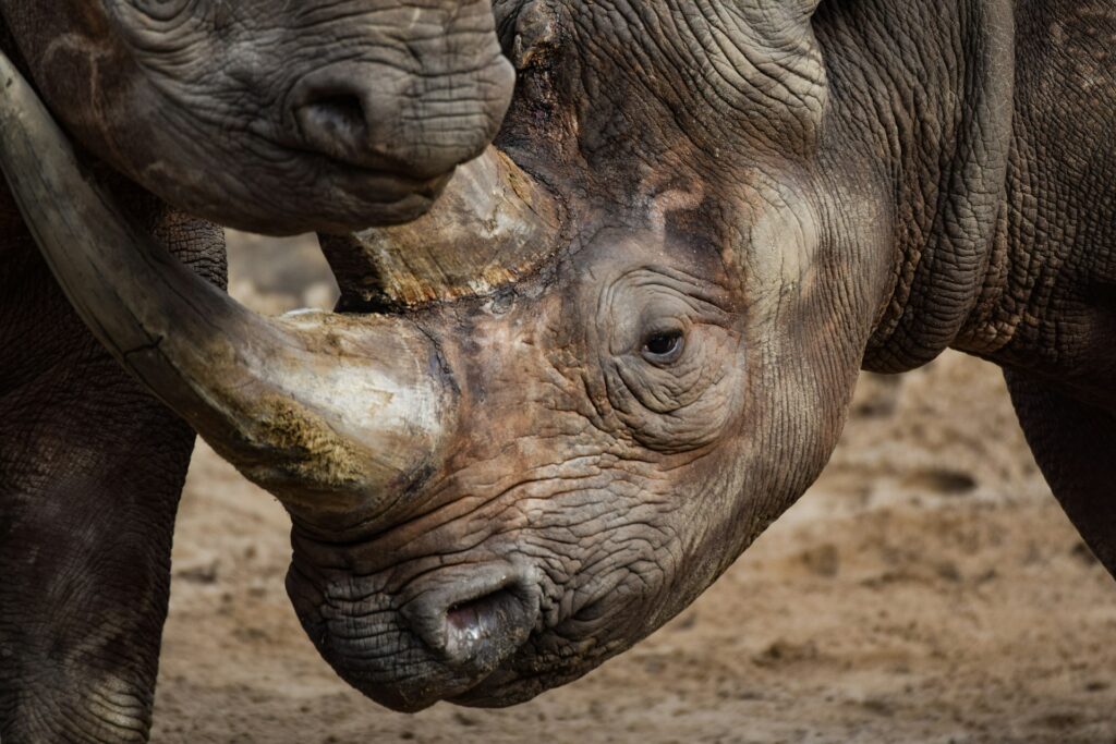 Rhino in a Kenyan conservancy