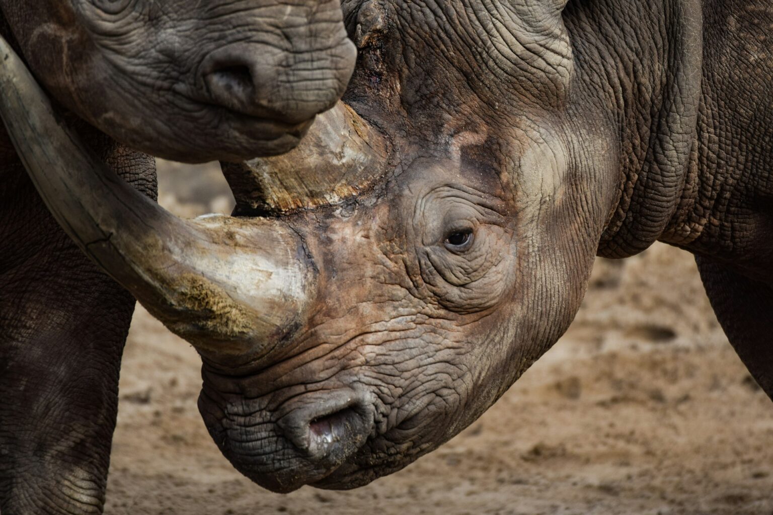 Rhino in a Kenyan conservancy