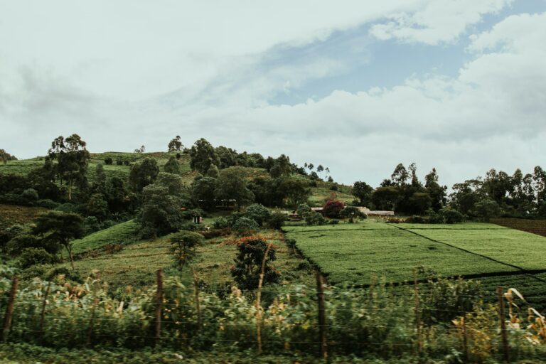 Tea plantation in Kenya seen from above