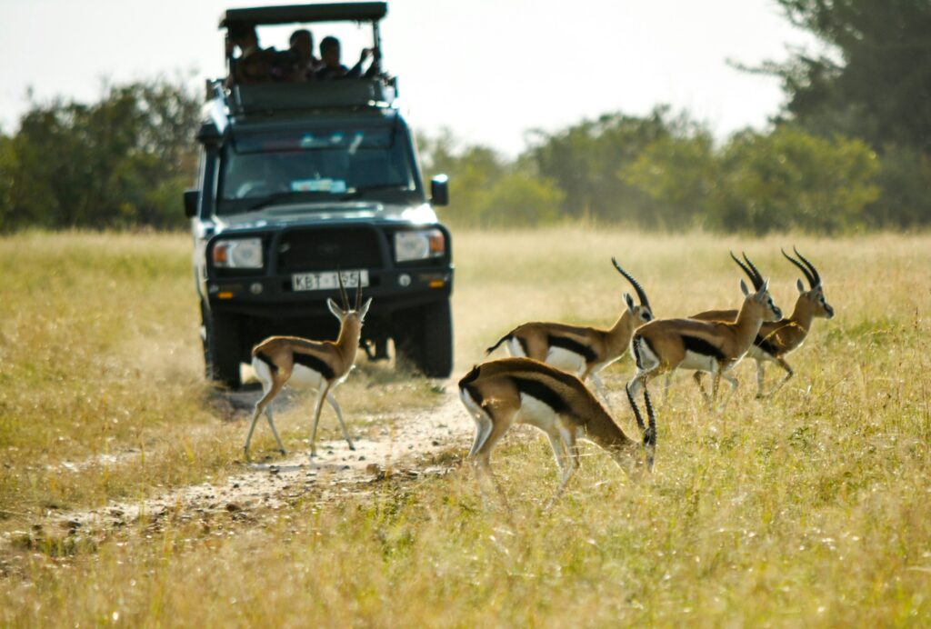 A safari vehicle passing antelope in the Maasai Mara, Kenya