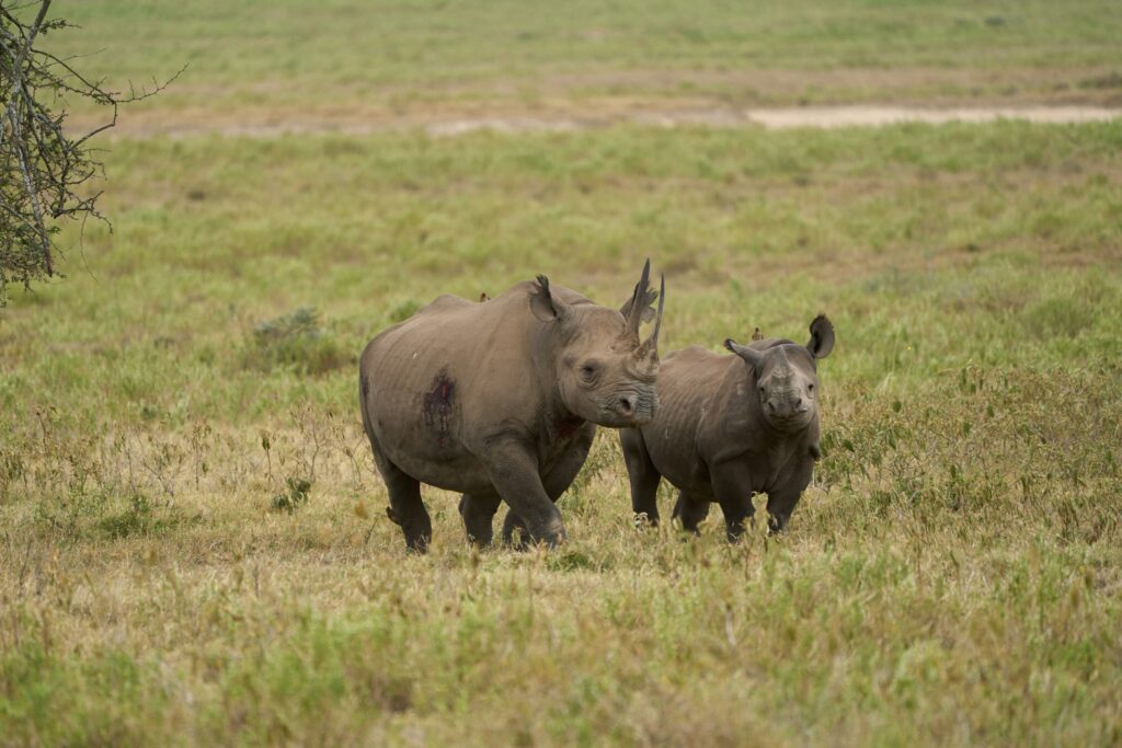 A black rhinoceros and its calf walking through grassland in Lake Nakuru National Park, Kenya