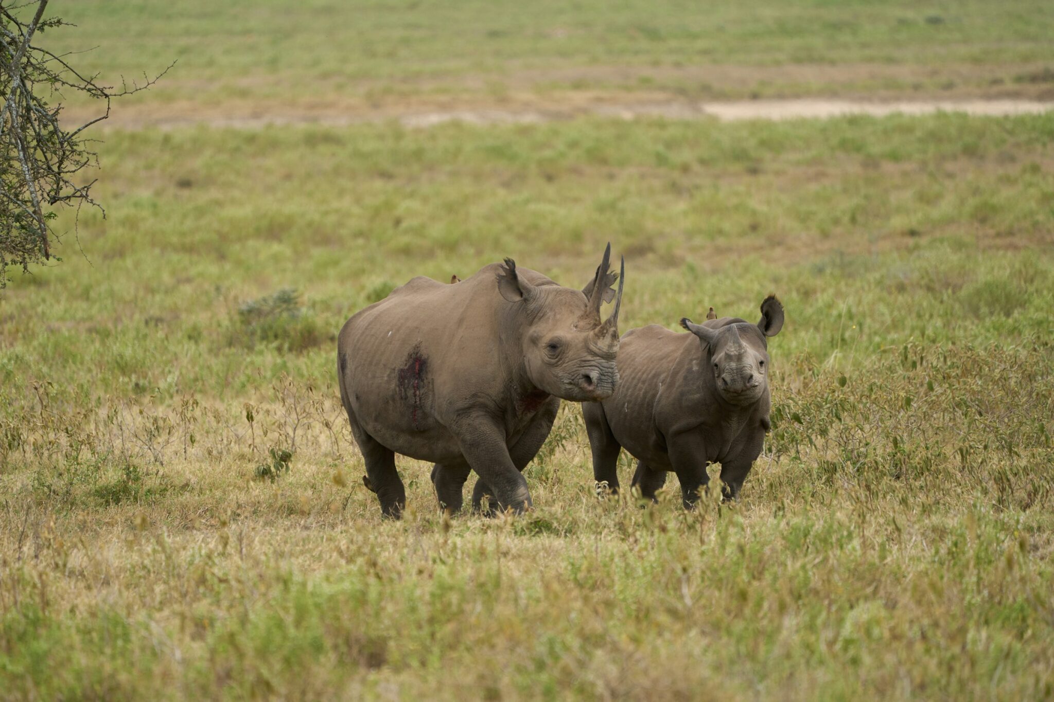 A black rhinoceros and its calf walking through grassland in Lake Nakuru National Park, Kenya