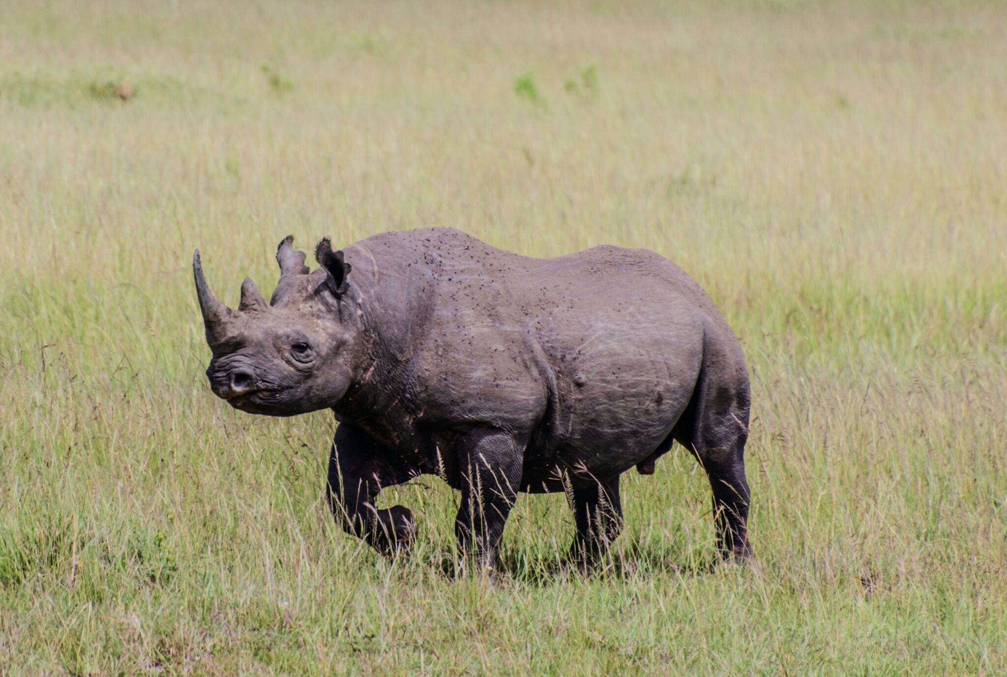 A rhino standing in tall grass in the Maasai Mara National Reserve, Kenya