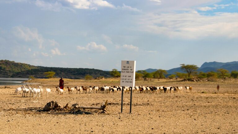 A Maasai herder walks a flock of goats across dry, open rangeland in Kenya, beside a signboard marking land set aside for a solar power plant