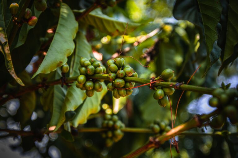 Clusters of green, unripe coffee cherries on a coffee plant branch, photographed in Uganda