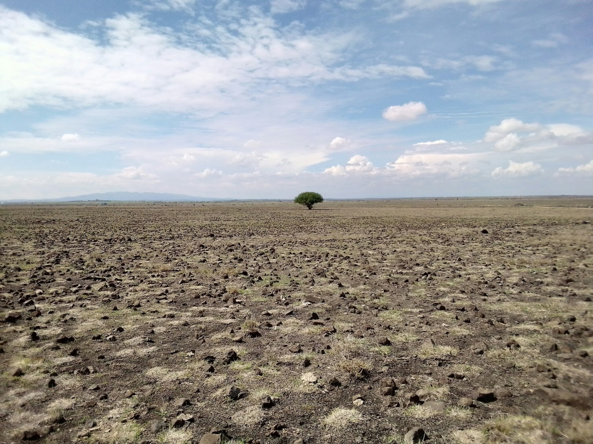 A lone tree on a dry, stony plain with sparse grass under a cloudy sky in Kajiado, Kenya