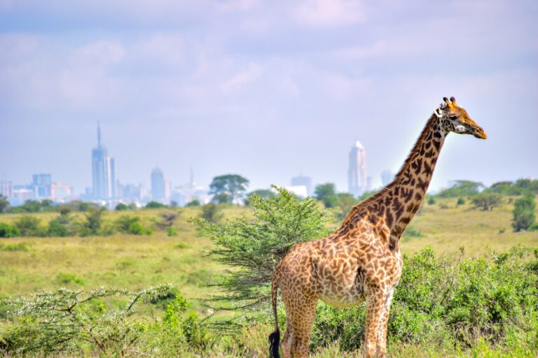 A giraffe in Nairobi National Park with the Nairobi skyline behind it